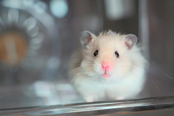 Photo inspiration: Fresh Look at 12 Hygiene Practices To Prevent Illness In Hamsters