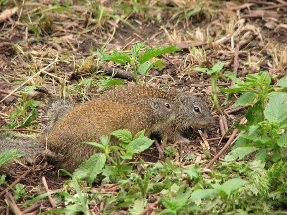 7 Types of Squirrels in Wisconsin: Complete Identification Guide (2025 ...