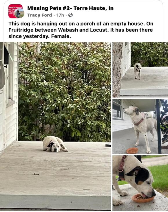 Abandoned Dog Waits Days on Porch for Family Who Left Her Behind ...