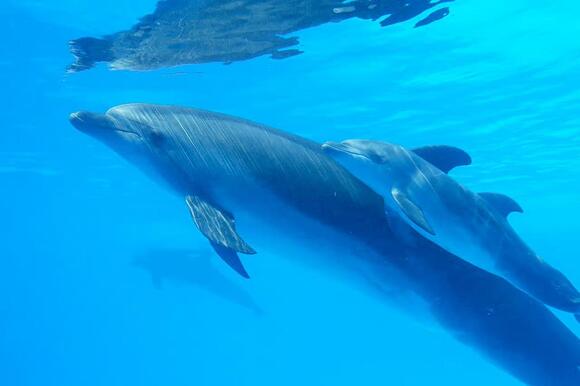 20 animal behaviors scientists still can't fully explain - NewsBreak