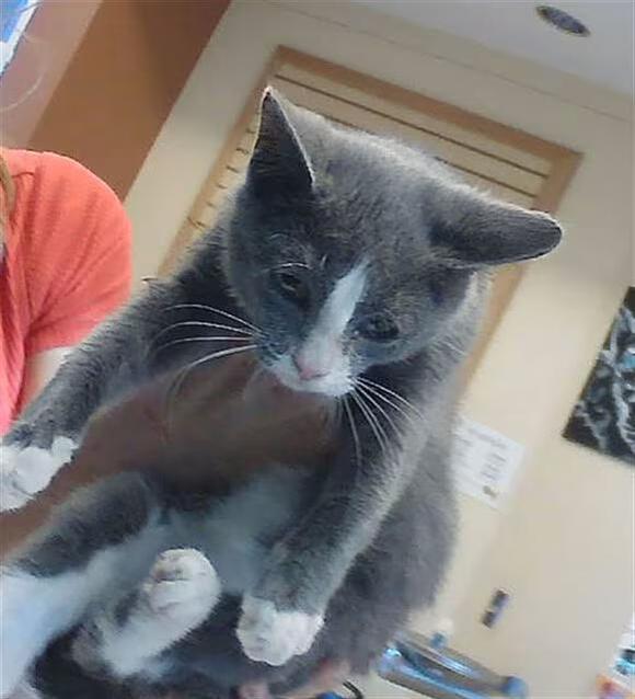 🐱 Friendly Land O'Lakes Cats Ready to Join Your Family - NewsBreak