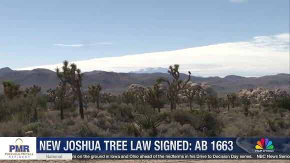 New California Law Eases Rules for Removing Hazardous Joshua Trees ...
