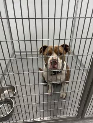 🐶 Gentle, Goofy & Playful Dogs Ready for Adoption in Blackwood - NewsBreak