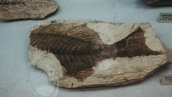 Frozen Fish from the Ice Age Still Has Scales - NewsBreak