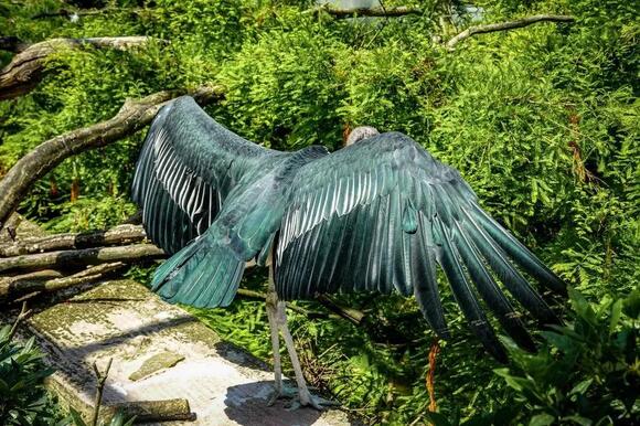 7 Times Evolution Solved the Same Problem in Completely Different Ways ...