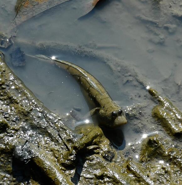 The Fish That Can Walk: Mudskippers Explained - NewsBreak