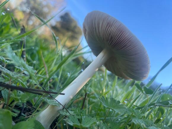 4 Dead in California Following Mushroom Outbreak, as Dangerous Season ...