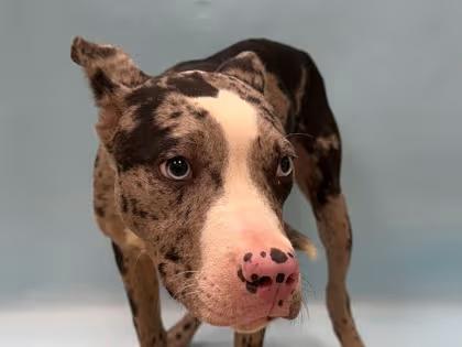 🐶 Playful Young Dogs Waiting for Adoption in Coon Rapids - NewsBreak