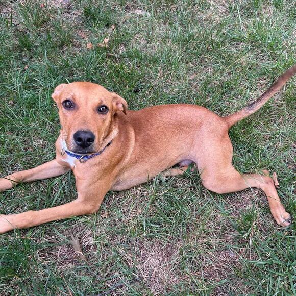 🐶 Friendly Apex Dogs Ready to Join Your Family - NewsBreak