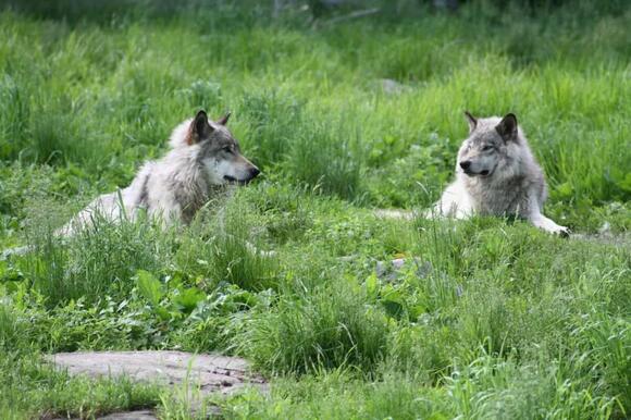 Michigan’s Wolves Were Nearly Wiped Out, But Now They’re Returning ...