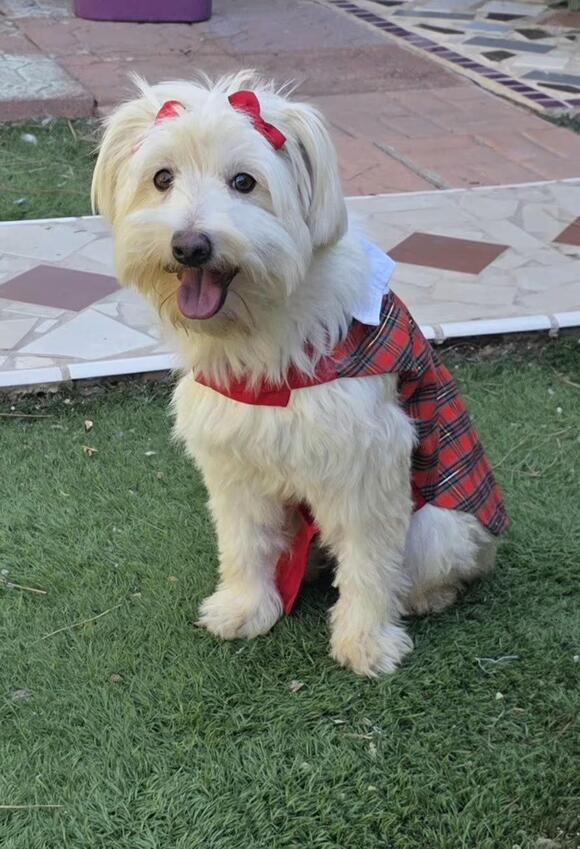 🐶 Gentle, Family-Friendly Dogs Waiting for Adoption in Fallbrook ...