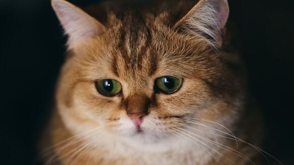 The 7 Animals That Know They’re About to Die – And the Bizarre Rituals ...