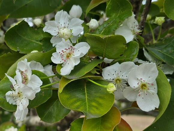 Asian Pear Trees Across Texas Confused By Summer Heat, Now Blooming In ...