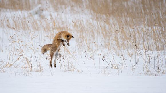 12 Fox Adaptations That Help Them Survive Anywhere - NewsBreak