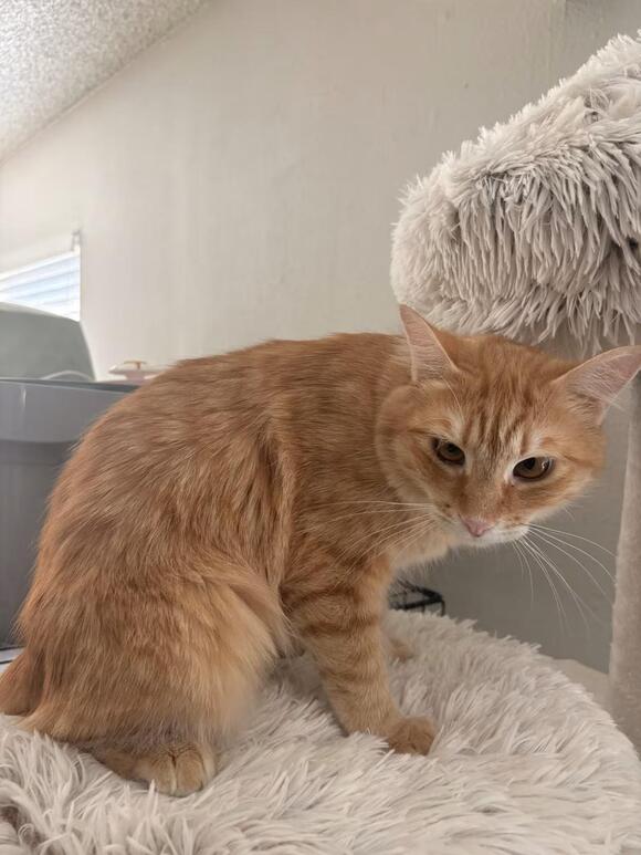 🐱 Sweet San Diego Cats Looking for Loving Homes - NewsBreak