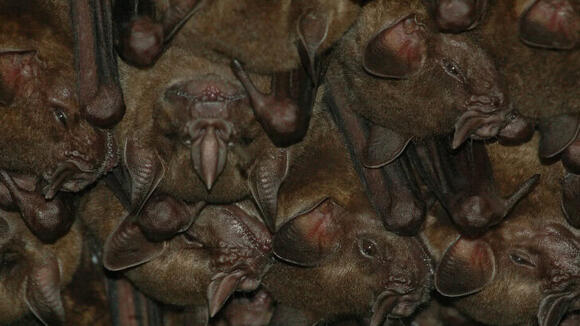 Bats as Harbingers of Luck—and Doom—in Global Folklore - NewsBreak