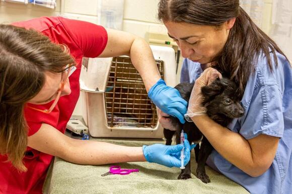 Dakin Humane Society accepting applications for adoption of 40 rescued ...