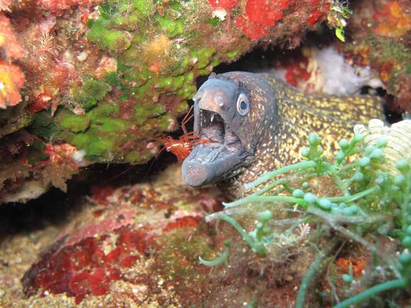 How Electric Eels Use Shocks to Hunt and Navigate - NewsBreak
