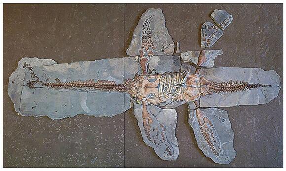 183-million-year-old fossil gives incredible new insights into ...