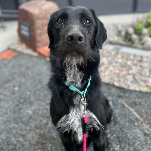 🐶 Playful Pointers, Saints & Chi Pups Ready for Adoption in Cheyenne ...