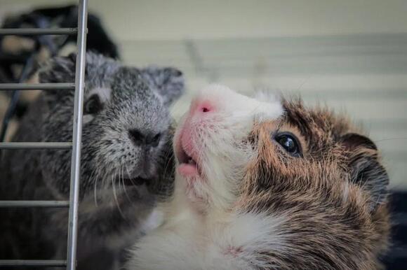 The Country Where It's Illegal to Own Just One Guinea Pig - NewsBreak