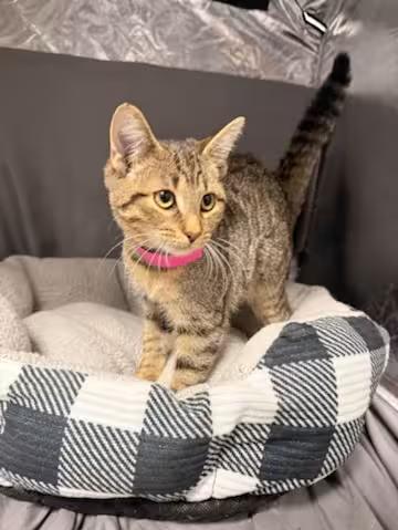 🐱 Loving Shelter Cats in Grovetown GA Ready for Adoption - NewsBreak