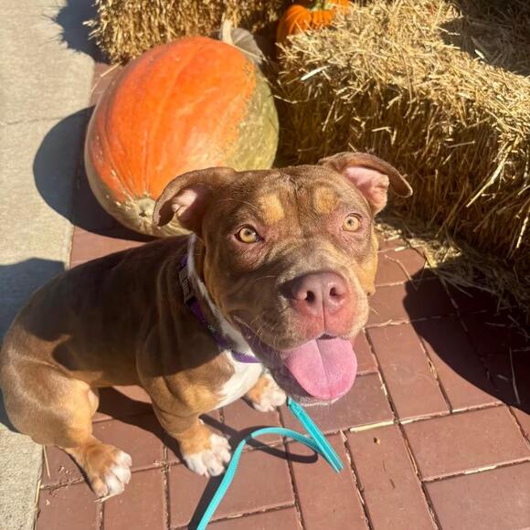 🐶 Friendly Bully-Breed Dogs Ready for Adoption in O’Fallon, MO - NewsBreak