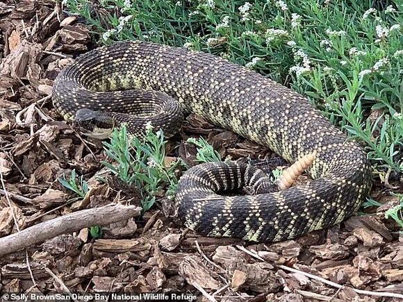 Squirrel and rattlesnake caught in brutal life-or-death battle - until ...