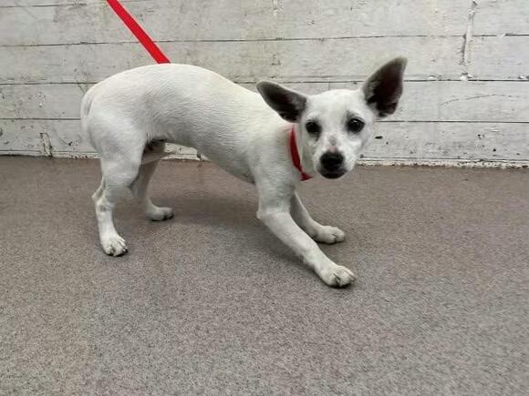 🐶 Playful, Gentle & Loyal Dogs Ready for Adoption in San Bernardino ...