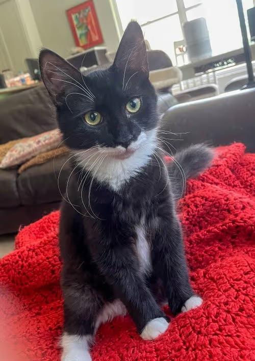 🐱 Playful Lighthouse Point Kittens Ready to Join Your Family - NewsBreak