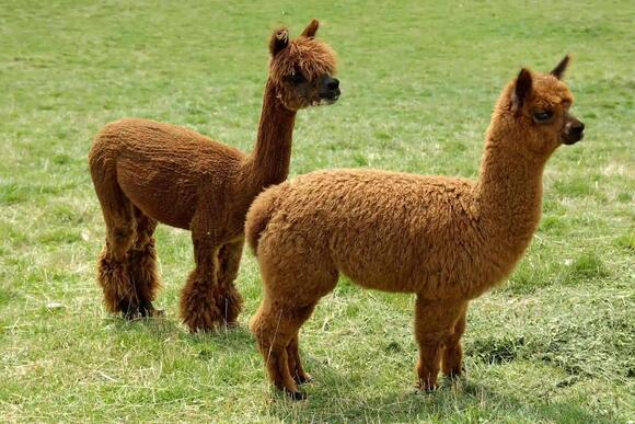 43 Animals With Hooves Found Across the World’s Wild Places - NewsBreak