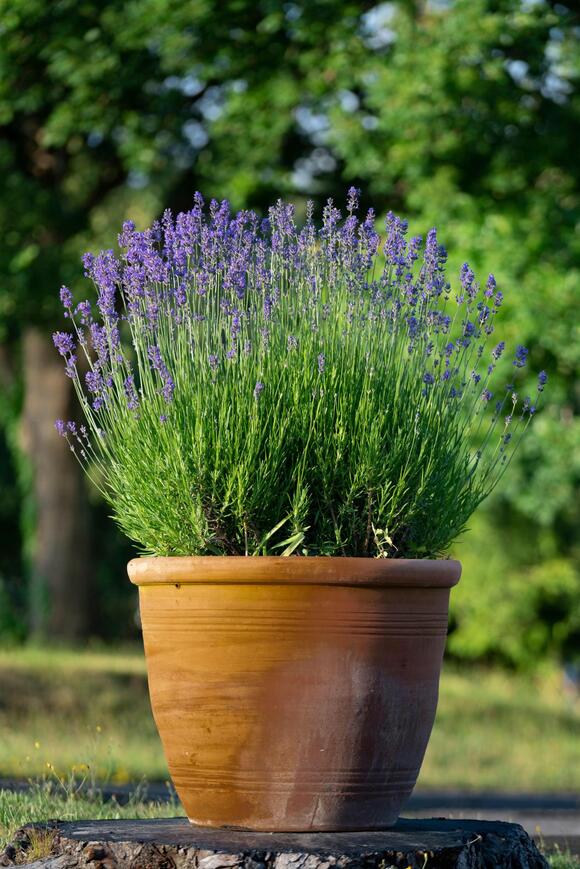 How to Winterize Lavender in 3 Simple Steps — Protect Your Blooms From