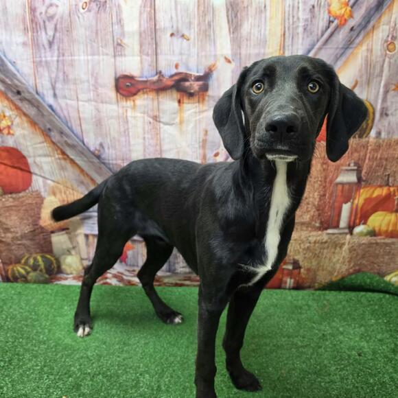 🐶 Playful, Gentle & Loyal Dogs Ready for Adoption in Statesboro - NewsBreak
