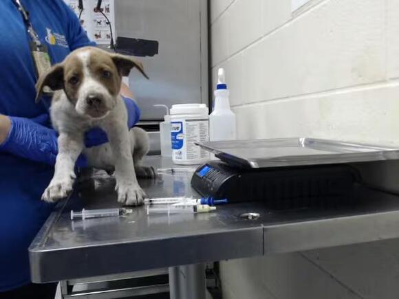 🐶 Playful Pups and Loyal Dogs Ready for Adoption in Fayetteville ...