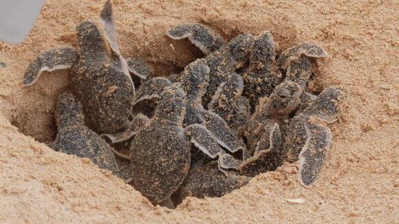 14 Wild Turtles With Unexpected Abilities - NewsBreak