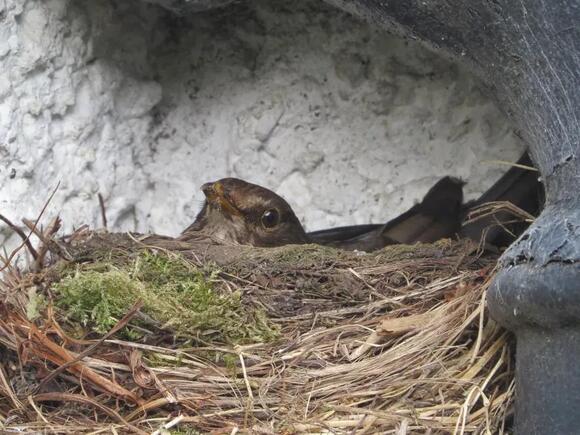 10 Incredible Bird Species That Build the Most Unique Nests - NewsBreak