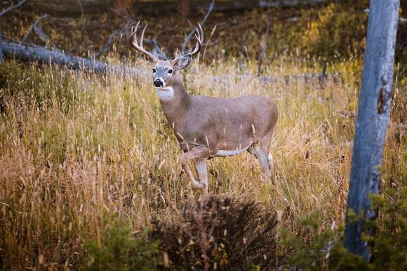 Michigan DNR Investigates Headless Deer Poaching - NewsBreak