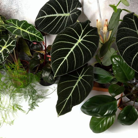 Dark and Moody Houseplants Are Trending for 2026 – Get the Look With ...