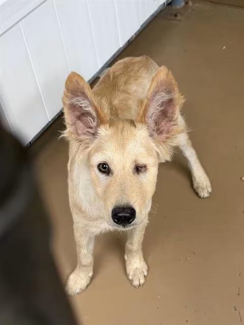 🐶 Playful, Gentle & Senior Dogs Ready for Adoption in Chula Vista ...