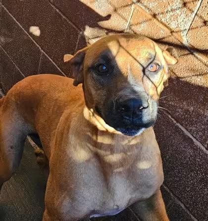 🐶 Playful, Gentle & Loyal Dogs Ready for Adoption in Espanola - NewsBreak