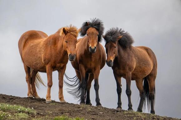 17-horse-breeds-that-forgive-a-beginner-and-17-that-never-quite-do