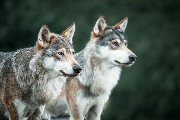 WDFW Removes Second Wolf From Couse Pack After Continued Cattle Attacks ...