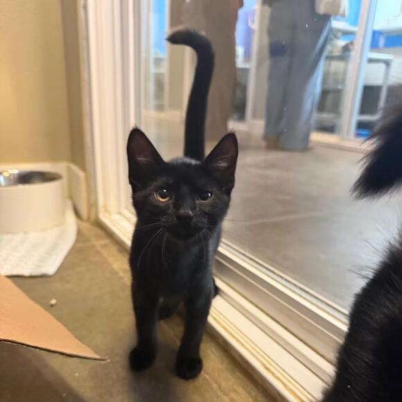 🐱 Playful Kittens Ready for Adoption in Mankato, MN - NewsBreak