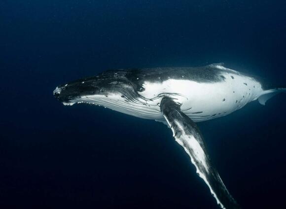 Where to Watch Humpback Whales Breach During Migration - NewsBreak