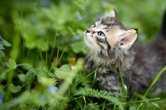 How Your Cat Reacts to Your Emotions – and Why - NewsBreak