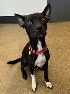 🐶 Playful, Wise & Loyal Dogs Ready for Adoption in Cleveland - NewsBreak