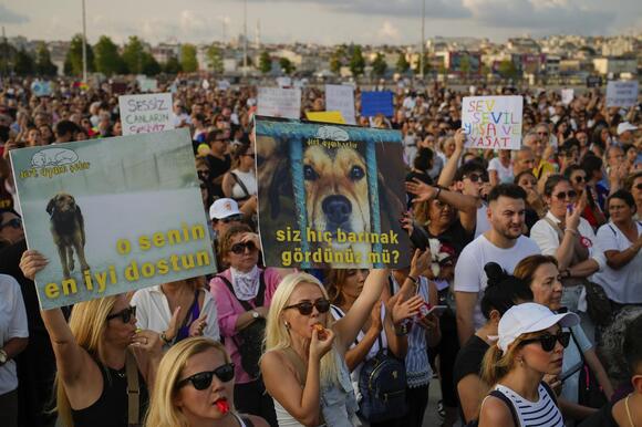 Thousands of Turks protest law to remove stray dogs - NewsBreak
