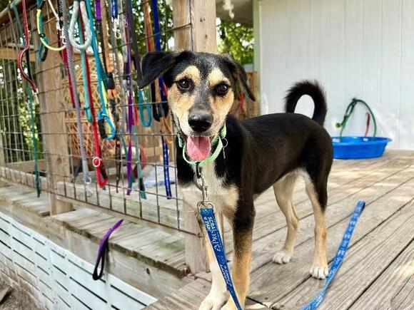 🐶 Playful, Gentle & Loyal Dogs Ready for Adoption in Portland - NewsBreak
