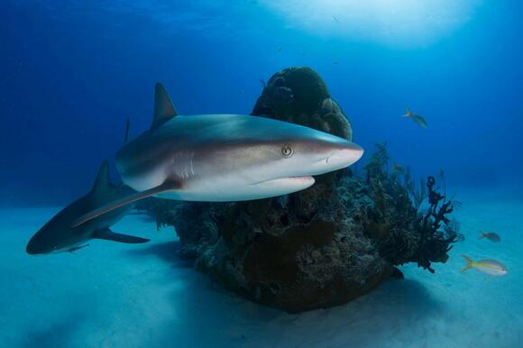 Beginner’s Guide to Spotting Sharks in the Wild - NewsBreak