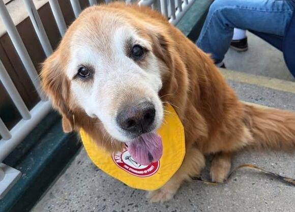 Trenton Thunder Bat Dog Rookie is retiring - NewsBreak